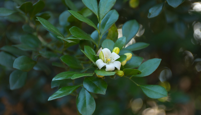 徐州铜山疫情最新：防疫措施与社区关怀