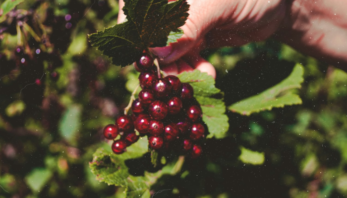 疫情疫苗事件最新动态：全球前沿科技与公共卫生的交汇